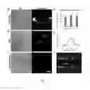 Fig. 06 - Method and apparatus for delivery of molecules to cells