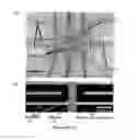 Fig. 06 - Spatially Selective Release of Aptamer-Captured Cells by Temperature Mediation