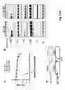 Fig. 02 - METHODS FOR TREATING CANCER RESISTANT TO ERBB THERAPEUTICS
