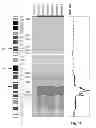 Fig. 04 - METHODS FOR TREATING CANCER RESISTANT TO ERBB THERAPEUTICS