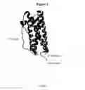 Fig. 06 - Modified Human Growth Hormone Polypeptides and Their Uses