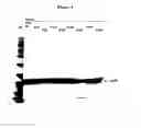 Fig. 07 - Modified Human Growth Hormone Polypeptides and Their Uses