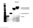 Fig. 10 - Modified Human Growth Hormone Polypeptides and Their Uses