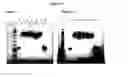 Fig. 14 - Modified Human Growth Hormone Polypeptides and Their Uses