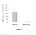 Fig. 06 - Compositions and methods for the treatment of cardiac surgery-associated acute kidney injury with annexin A1 peptide