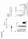 Fig. 03 - Method of reducing cell death by administering a paracrine factor derived from a mesenchymal stem cell