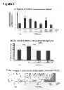 Fig. 04 - Method of reducing cell death by administering a paracrine factor derived from a mesenchymal stem cell