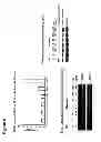 Fig. 07 - Method of reducing cell death by administering a paracrine factor derived from a mesenchymal stem cell