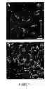 Fig. 02 - Oligodendrocyte Differentiation