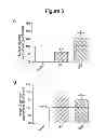 Fig. 05 - Oligodendrocyte Differentiation