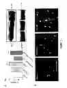 Fig. 07 - Oligodendrocyte Differentiation