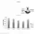 Fig. 09 - Method for therapeutic replenishment and enrichment of ocular surface lubrication