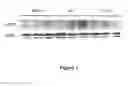 Fig. 02 - Bisphosphonate compositions and methods for treating and\or reducing cardiac dysfunction