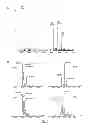 Fig. 04 - Method for screening compounds comprising the use of picornavirus protease 2A