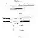 Fig. 05 - Method for screening compounds comprising the use of picornavirus protease 2A