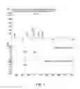 Fig. 02 - COMPOSITION AND METHOD FOR INDUCING EPO-MEDIATED HAEMOGLOBIN EXPRESSION AND MITOCHONDRIAL BIOGENESIS IN NONHAEMATOPOIETIC CELL