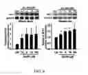 Fig. 35 - COMPOSITION AND METHOD FOR INDUCING EPO-MEDIATED HAEMOGLOBIN EXPRESSION AND MITOCHONDRIAL BIOGENESIS IN NONHAEMATOPOIETIC CELL