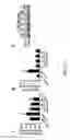 Fig. 37 - COMPOSITION AND METHOD FOR INDUCING EPO-MEDIATED HAEMOGLOBIN EXPRESSION AND MITOCHONDRIAL BIOGENESIS IN NONHAEMATOPOIETIC CELL