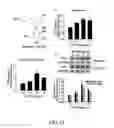 Fig. 40 - COMPOSITION AND METHOD FOR INDUCING EPO-MEDIATED HAEMOGLOBIN EXPRESSION AND MITOCHONDRIAL BIOGENESIS IN NONHAEMATOPOIETIC CELL