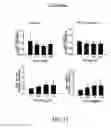 Fig. 41 - COMPOSITION AND METHOD FOR INDUCING EPO-MEDIATED HAEMOGLOBIN EXPRESSION AND MITOCHONDRIAL BIOGENESIS IN NONHAEMATOPOIETIC CELL