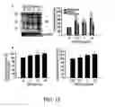 Fig. 44 - COMPOSITION AND METHOD FOR INDUCING EPO-MEDIATED HAEMOGLOBIN EXPRESSION AND MITOCHONDRIAL BIOGENESIS IN NONHAEMATOPOIETIC CELL