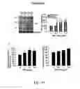 Fig. 46 - COMPOSITION AND METHOD FOR INDUCING EPO-MEDIATED HAEMOGLOBIN EXPRESSION AND MITOCHONDRIAL BIOGENESIS IN NONHAEMATOPOIETIC CELL