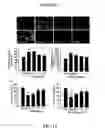 Fig. 47 - COMPOSITION AND METHOD FOR INDUCING EPO-MEDIATED HAEMOGLOBIN EXPRESSION AND MITOCHONDRIAL BIOGENESIS IN NONHAEMATOPOIETIC CELL
