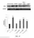 Fig. 53 - COMPOSITION AND METHOD FOR INDUCING EPO-MEDIATED HAEMOGLOBIN EXPRESSION AND MITOCHONDRIAL BIOGENESIS IN NONHAEMATOPOIETIC CELL