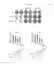 Fig. 06 - METHODS AND COMPOSITIONS FOR PREDICTING RESISTANCE TO ANTICANCER TREATMENT