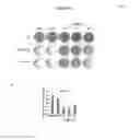 Fig. 09 - METHODS AND COMPOSITIONS FOR PREDICTING RESISTANCE TO ANTICANCER TREATMENT