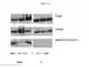 Fig. 33 - Therapeutic methods and compositions involving allosteric kinase inhibition
