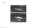Fig. 02 - Intravascular delivery of nanoparticle compositions and uses thereof