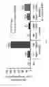 Fig. 09 - Methods and compositions associated with the granulocyte colony-stimulating factor receptor