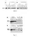 Fig. 06 - Tricyclo-phosphorothioate DNA