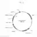 Fig. 08 - Vectors harboring toxic genes, methods and uses therefor
