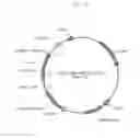 Fig. 09 - Vectors harboring toxic genes, methods and uses therefor