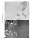 Fig. 22 - Vectors harboring toxic genes, methods and uses therefor