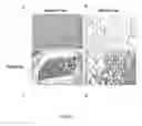Fig. 06 - Methods and compositions for inducing brown adipogenesis