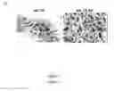 Fig. 10 - Methods and compositions for inducing brown adipogenesis