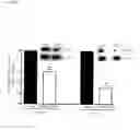 Fig. 04 - Epidermal growth factor receptor (EGFR) and methods of use in adenoviral-associated virus type 6 (AAV6) transduction