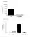 Fig. 06 - Epidermal growth factor receptor (EGFR) and methods of use in adenoviral-associated virus type 6 (AAV6) transduction