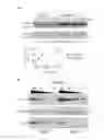Fig. 01 - METHOD TO SCREEN FOR SELECTIVE PEPTIDES THAT  INHIBIT THE BIOLOGICAL ACTIVITY OF CALCINEURIN