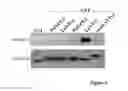 Fig. 04 - METHOD TO SCREEN FOR SELECTIVE PEPTIDES THAT  INHIBIT THE BIOLOGICAL ACTIVITY OF CALCINEURIN