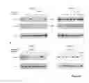 Fig. 07 - METHOD TO SCREEN FOR SELECTIVE PEPTIDES THAT  INHIBIT THE BIOLOGICAL ACTIVITY OF CALCINEURIN