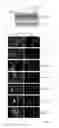 Fig. 09 - METHOD TO SCREEN FOR SELECTIVE PEPTIDES THAT  INHIBIT THE BIOLOGICAL ACTIVITY OF CALCINEURIN