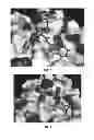 Fig. 06 - Cyclin Based Inhibitors of CDK2 and CDK4