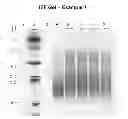 Fig. 08 - Perfusion method for manufacturing etanercept