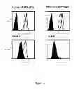 Fig. 05 - HLA-restricted, peptide-specific antigen binding proteins