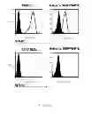Fig. 13 - HLA-restricted, peptide-specific antigen binding proteins