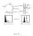 Fig. 15 - HLA-restricted, peptide-specific antigen binding proteins